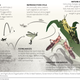 Lifecycle of a locust